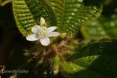 Clidemia hirta